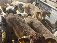 Toro, Simmental cattle — foto 4