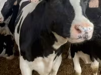 Cow, Holstein breed — photo 3