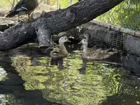 Ducks — الصورة 1
