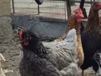 Australorp — photo 2