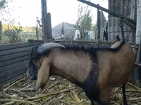 Keçi, Nubian Goat — foto 2