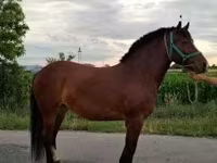 Mare, Horses — photo 5