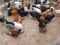 Chickens — Foto 6
