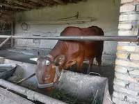 Buğa, Red Estonian cattle — foto 3