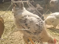 Chickens — photo 1