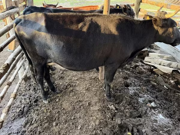 Vaca, Ganado vacuno