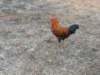 Chickens — foto 1