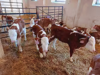 Buğa, Simmental cattle — foto 3
