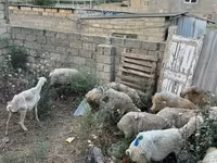 Qoç, Qoyunlar — foto 2