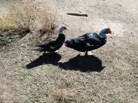 Ducks — Foto 1