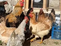 Chickens — 照片 6