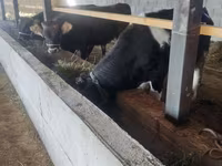 Bull, Cattle — photo 5