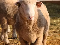 Qoç, Suffolk sheep — foto 4