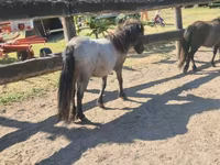 घोड़ी, Shetland Pony — फ़ोटो 3