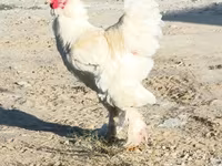 Brahma — Foto 1