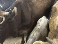 İnək, Ukrainian Brown Dairy Cattle — foto 1