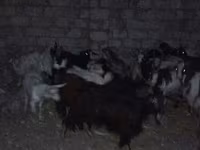 Qoç, Qoyunlar — foto 5