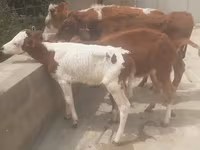 Buğa, Simmental cattle — foto 4