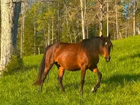 Yegua, Rocky Mountain Horse — foto 3
