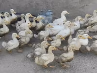 Ducks — photo 2