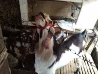 Dişi keçi, Beetal goats — foto 2