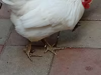 Australorp — foto 7