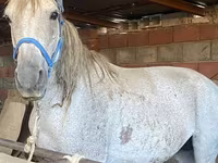 Égua, Cavalos — foto 1