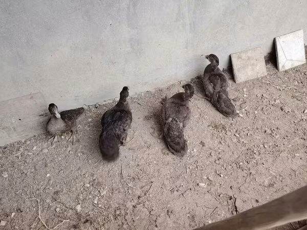Domestic Muscovy — Azerbaijan