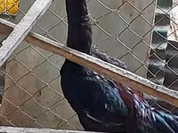 Chickens — foto 1