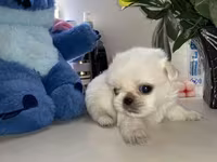 Məhsul: Pekines balaları - Yaş: 60 günlük - Cins: Pekines - Rənglər — foto 3