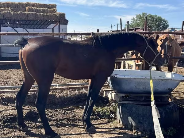 At, Standardbred