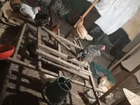 Chickens — 照片 4