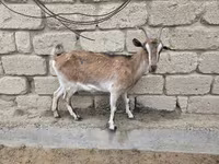 Dişi keçi, Saanen goat — foto 5