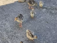 Turkeys — photo 1