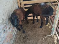 Ram, Rhon sheep — photo 2