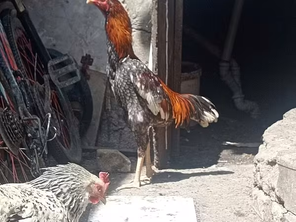 Chickens — Azerbaijan