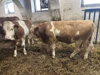 Bull, Simmental cattle — photo 4