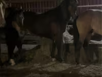 Horse (M), Horses — photo 4