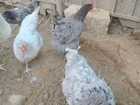 Australorp — foto 8