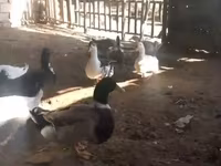 Ducks — foto 1
