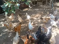 Chickens — foto 3