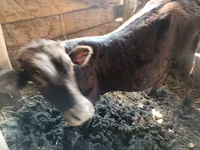 Bull, Cattle — photo 1