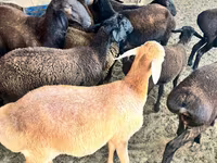 Sheep (batch, sex not specified), Sheep — photo 4