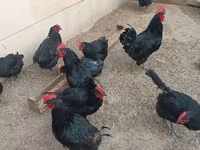 Australorp — photo 1