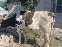 Vaca, Russian Black pied cattle — foto 2