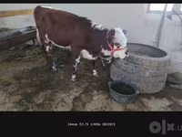 Cow, Simmental cattle — photo 6
