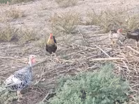 Chickens — फ़ोटो 5