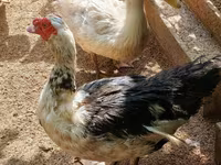 Alman Pekin — foto 5