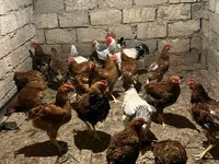 Chickens — photo 1