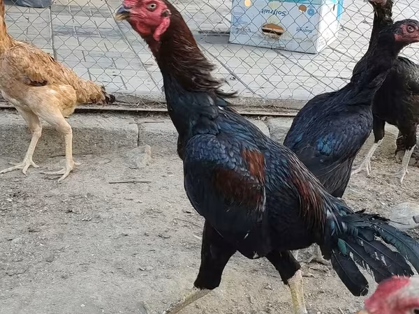Chickens
